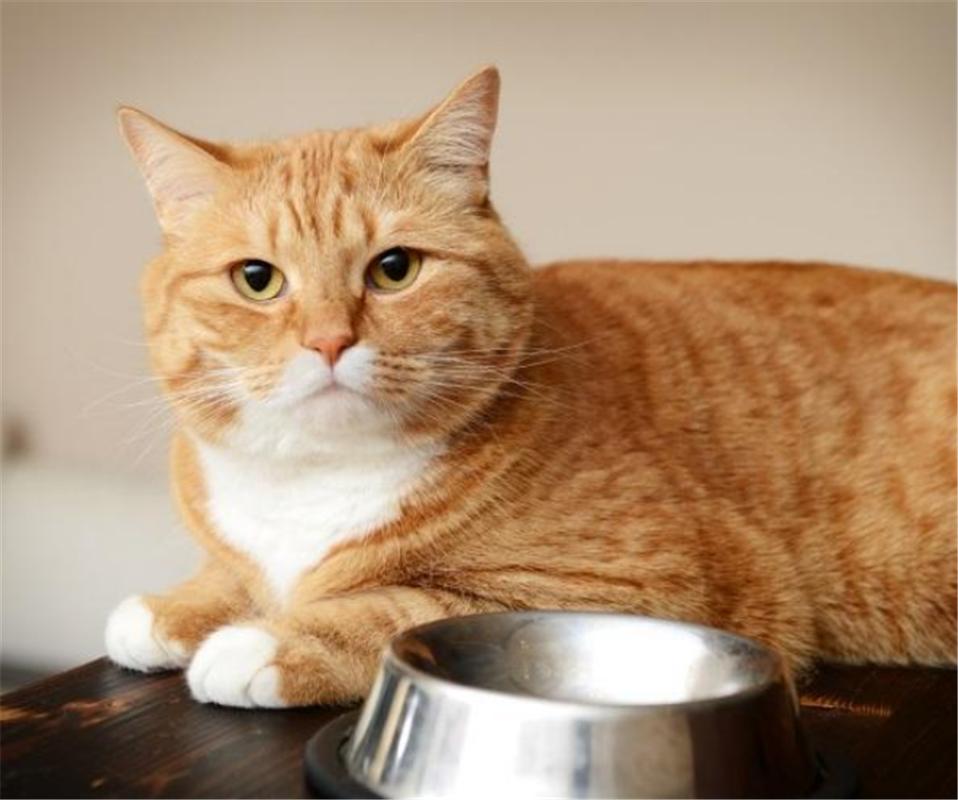 你家猫咪真的会保护主人吗？