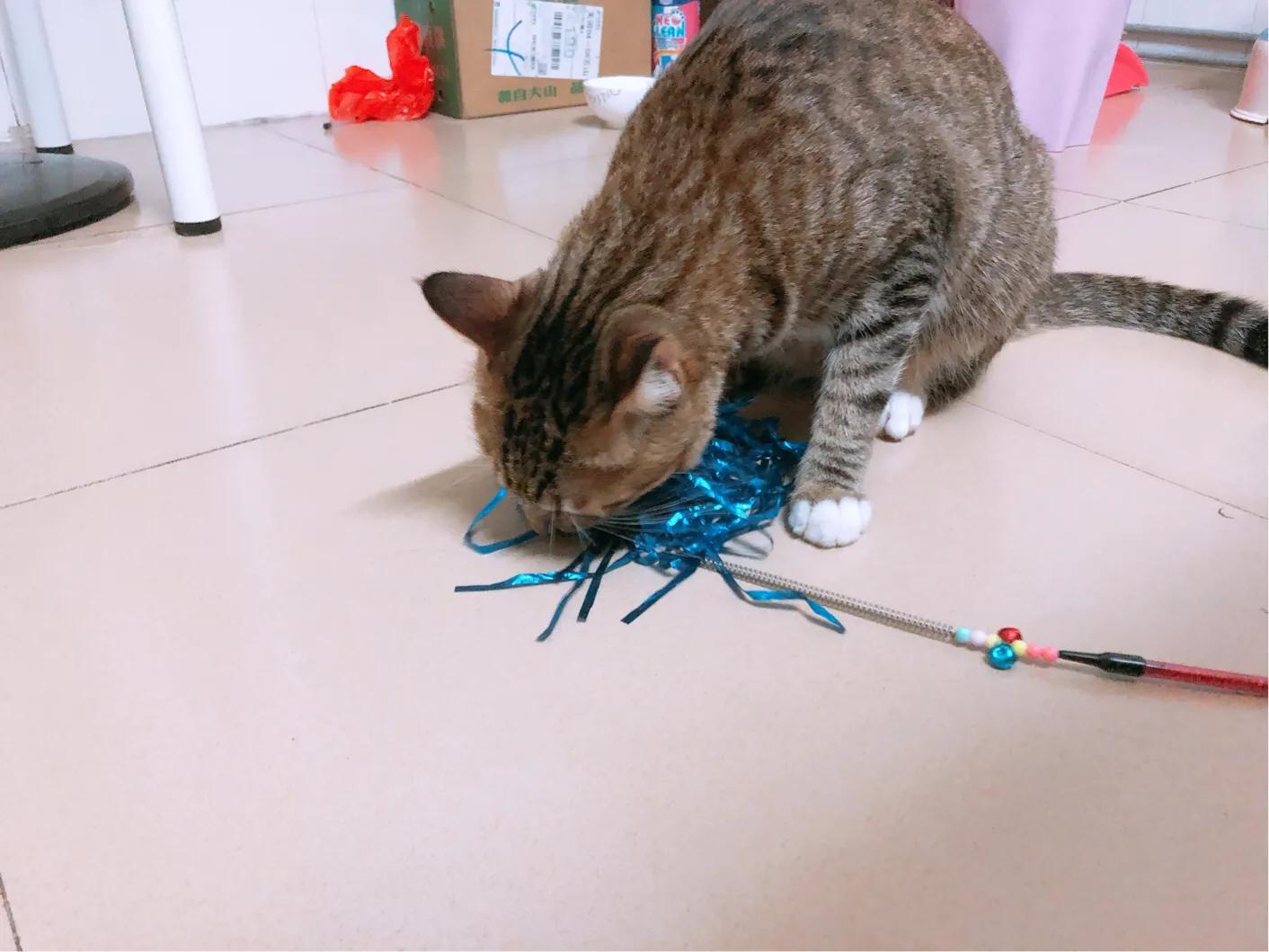 第一次养猫怎样才能不手忙脚乱? 第一次养猫怎样才能不手忙脚乱?