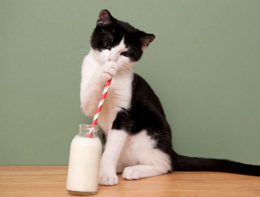 为什么你发的猫咪表情包总被冷场？