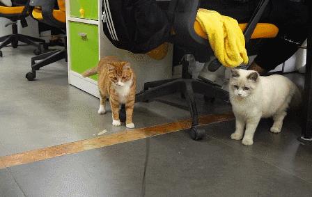 猫咪半夜跑酷怎么办? 猫咪半夜跑酷怎么办?