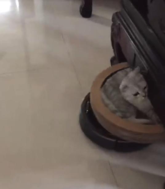 猫咪真的能变成液体吗? 猫咪真的能变成液体吗?