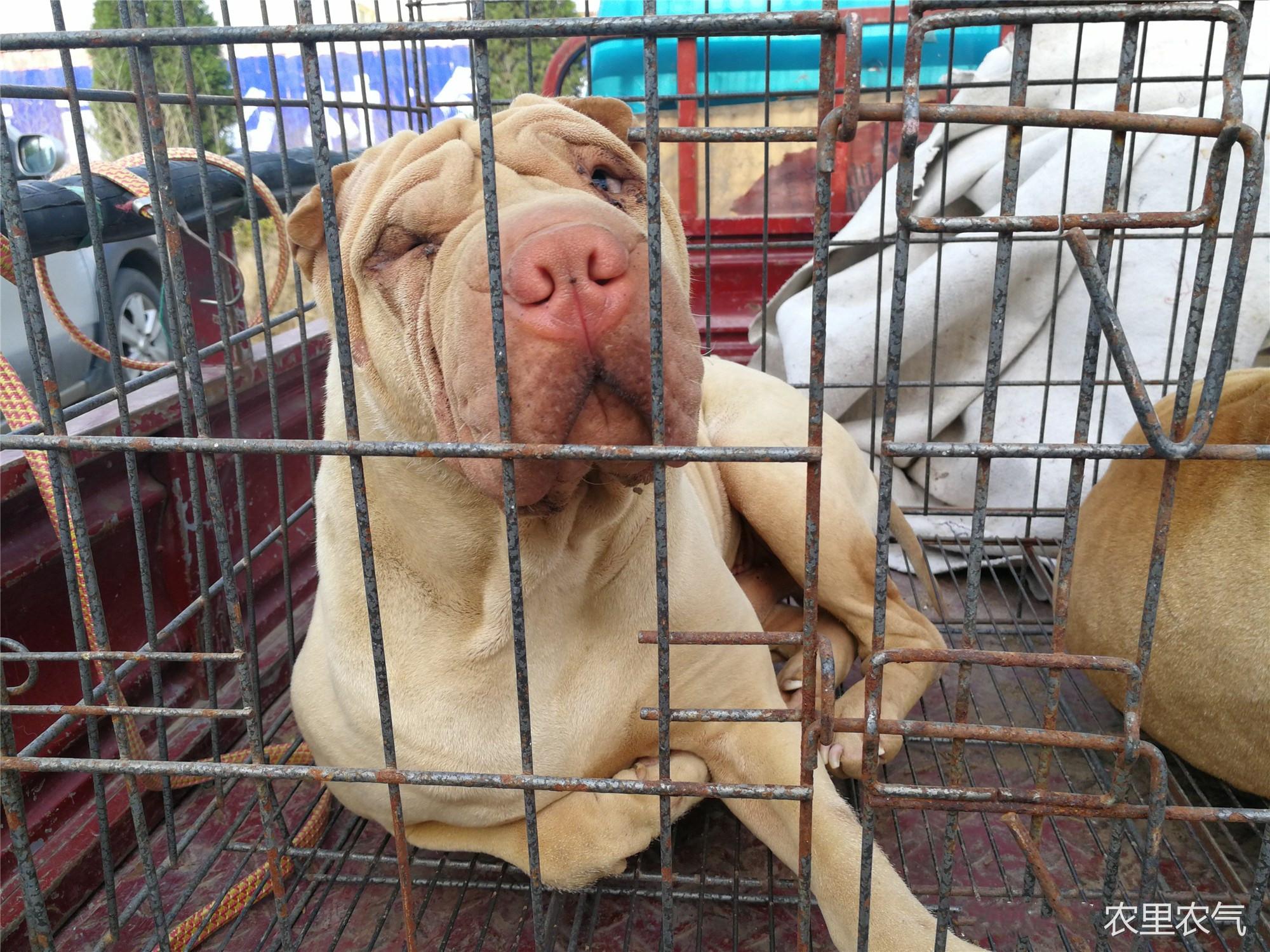 你家主子突然在床上拉屎？别慌！