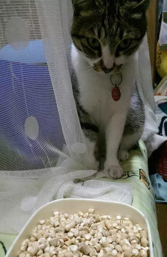 猫咪三天不吃饭就会死？