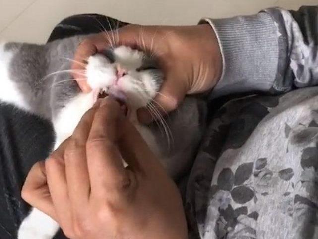 给猫喂药为什么总像打仗？