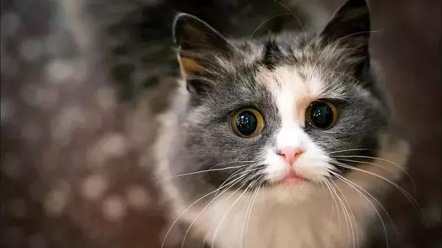 新手养猫遇到问题该直接带去医院吗? 新手养猫遇到问题该直接带去医院吗?