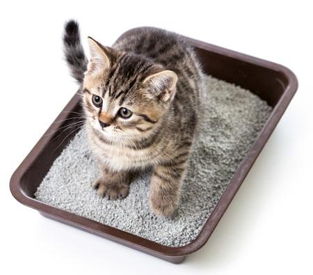 二手比亚迪F6值得新手小白闭眼入吗？