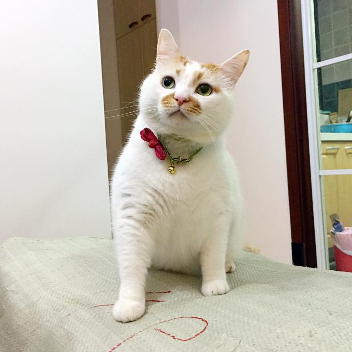 猫咪呼吸急促可能是肺水肿吗？