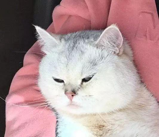 你家猫真的在哭吗？可能是这些原因在作怪！