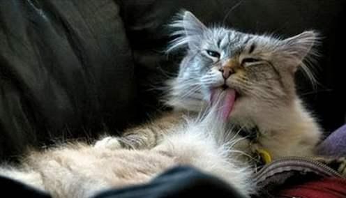 猫咪吐黄水是病危信号吗？