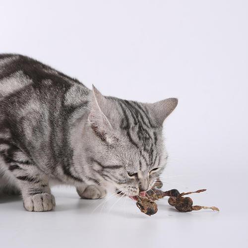 你家猫主子真的不缺牛磺酸吗？