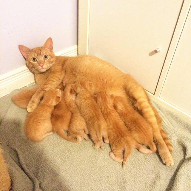 申请公司律师执业的政策依据及对企业合规经营的重要性