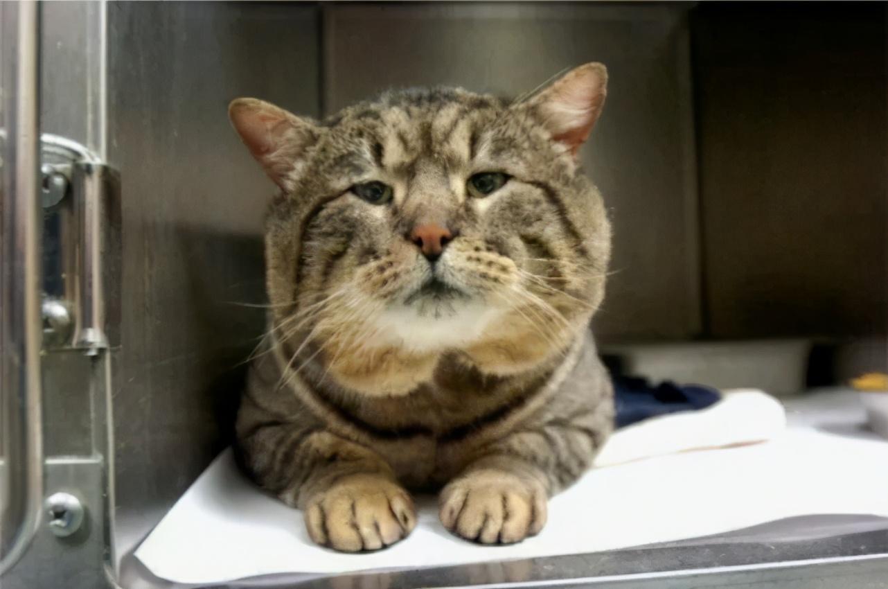 新兴市场是救命稻草还是海市蜃楼？速卖通突围战真相透视