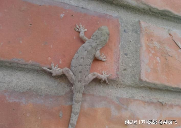 揭秘:壁虎互助到底是不是真的,一文读懂! 揭秘:壁虎互助到底是不是真的,一文读懂!