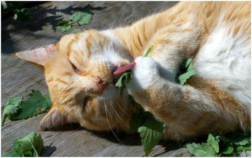 猫主子天天流眼泪是得绝症了吗？