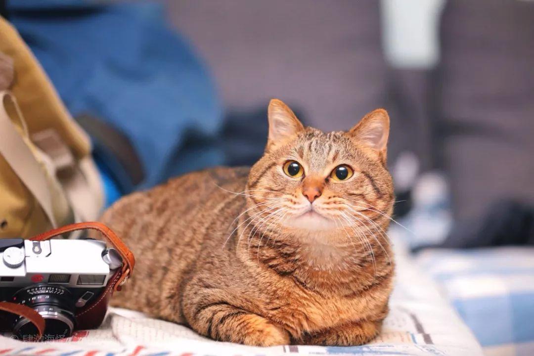 你家猫咪三岁相当于人类几岁? 你家猫咪三岁相当于人类几岁?