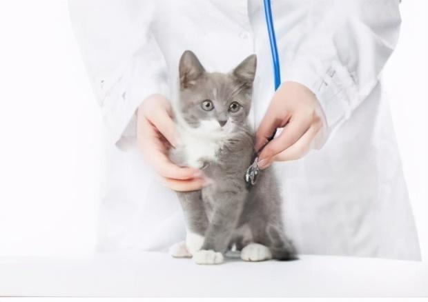 猫咪驱虫后这10件事你做对了吗？