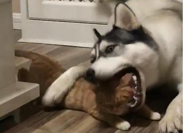 新手铲屎官必看：你确定自己没在 欺负 猫咪吗？