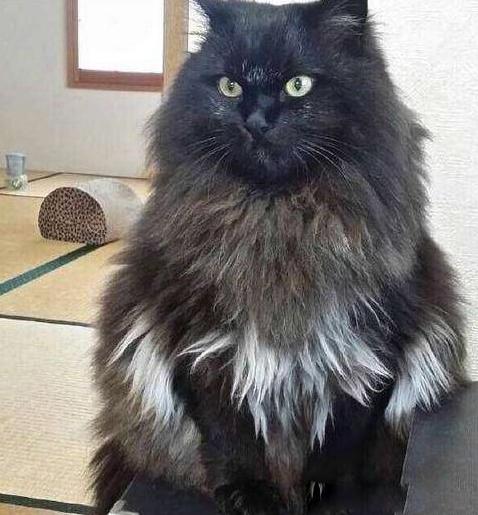 给猫咪取名难到秃头？这30个思路让你秒变起名大师？