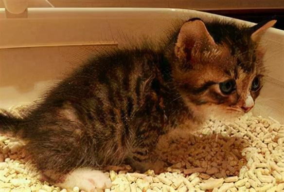 幼猫喝完奶总拉稀？可能你喂错了！