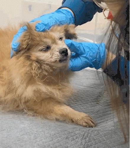 你家猫肚子鼓包可能是要命的疝气吗？