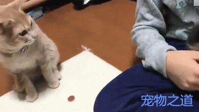 猫咪被救时为何紧抱人类小腿不放？