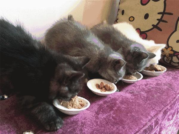 猫咪软便三个月都不好怎么办? 猫咪软便三个月都不好怎么办?