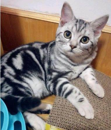 第一次下载 猫咪 APP到底该怎么避坑？