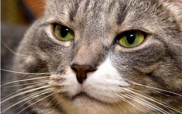 猫咪偷啃玉米棒是饿疯了吗？