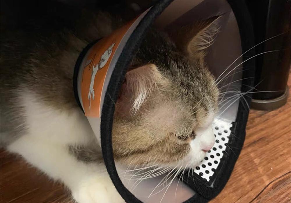 猫咪抓耳挠腮怎么办？