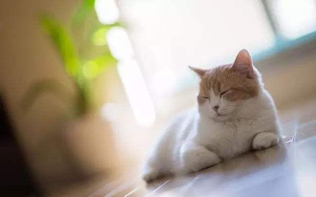 你家猫咪每天躺平晒太阳,真的健康吗? 你家猫咪每天躺平晒太阳,真的健康吗?