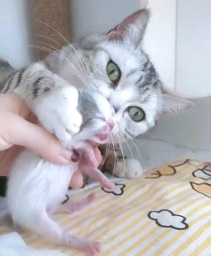 刚接回家的猫崽子到底是公是母？