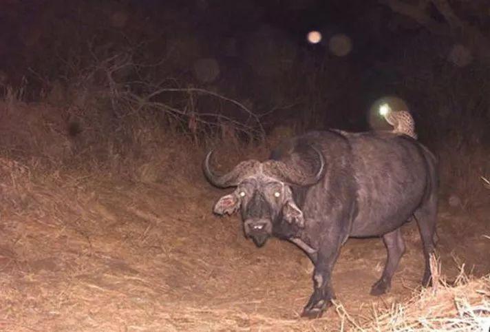 猫咪突然变水牛？小心这些隐藏的健康警报！