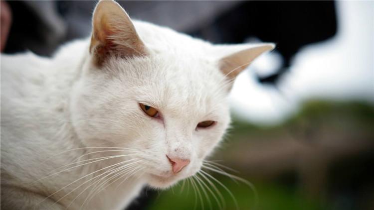 猫咪吐了带血丝怎么办?别慌!新手必看的紧急处理指南 猫咪吐了带血丝怎么办?别慌!新手必看的紧急处理指南