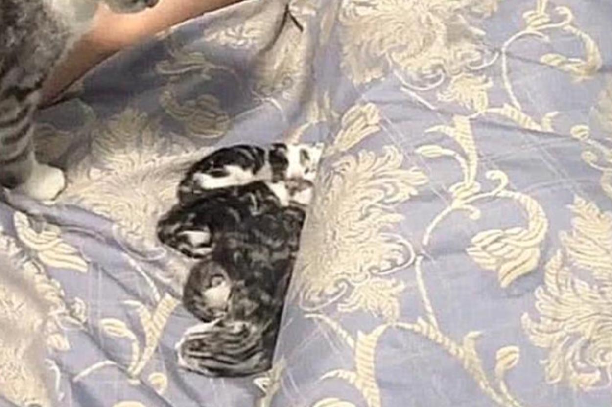 猫咪半夜鬼叫挠门到底该怎么破? 猫咪半夜鬼叫挠门到底该怎么破?