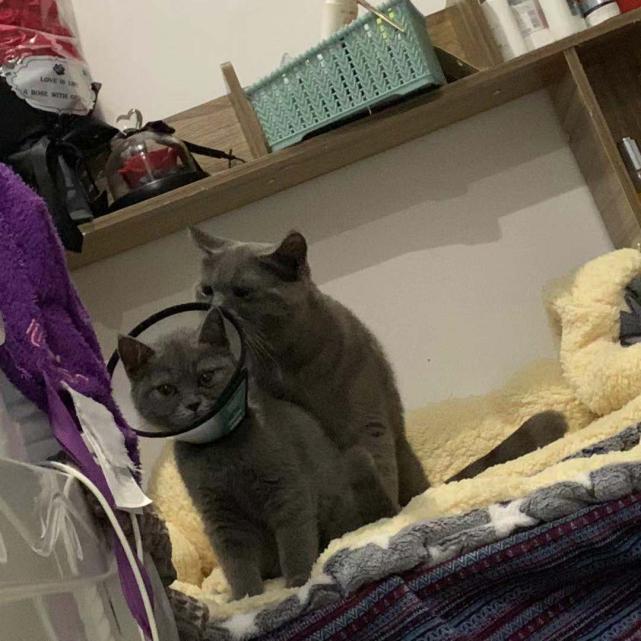 猫咪发情到底要闹腾多少天才能消停？