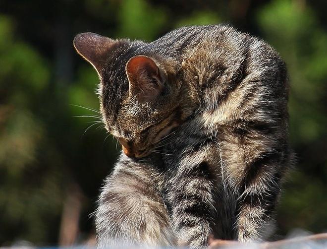 神行者论坛：专业户外探险交流平台，如何打造极致用户体验？