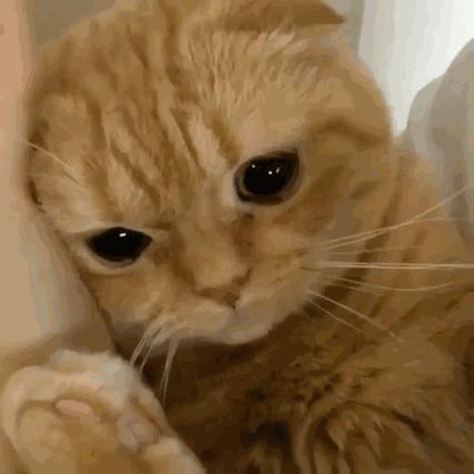 零基础怎么画出让人想rua的软萌小猫咪？