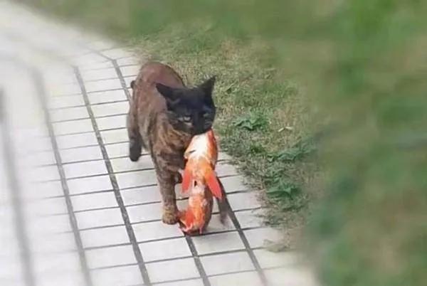 新手拍猫咪视频到底该从哪里下手？