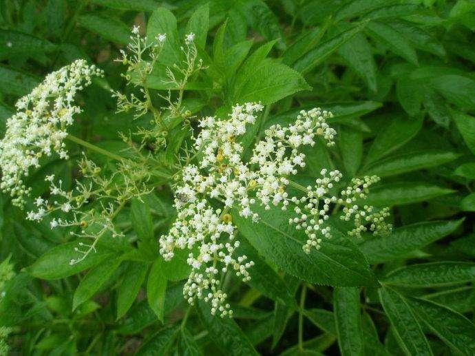 你家猫主子打喷嚏流鼻涕真是感冒吗? 你家猫主子打喷嚏流鼻涕真是感冒吗?