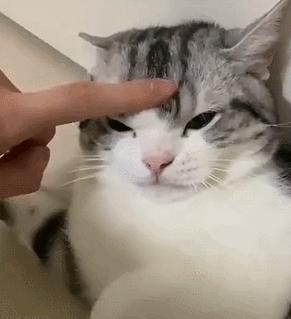 梦见猫咪跳楼是凶兆还是吉兆？