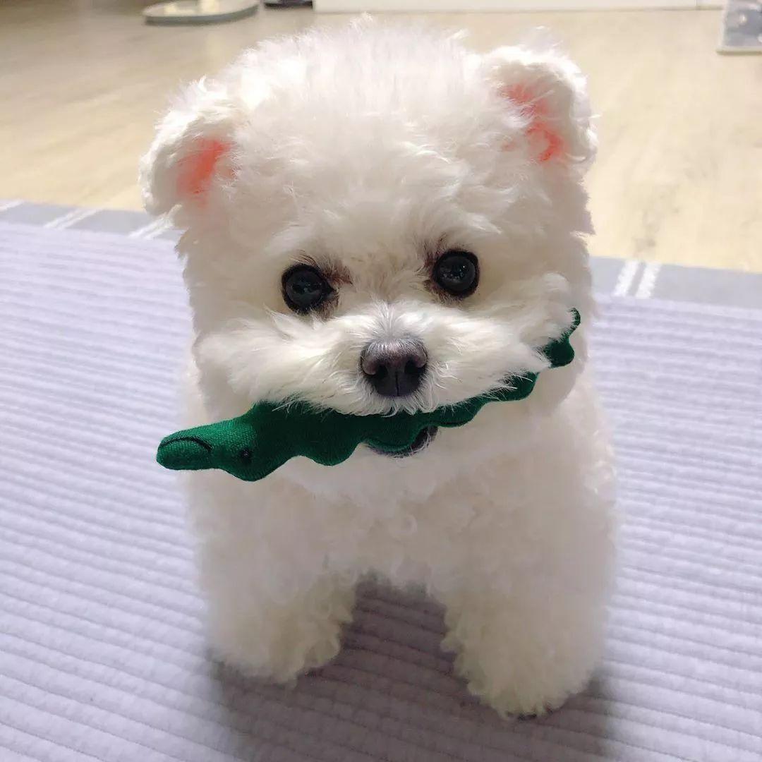 新手铲屎官选玩具到底有多少坑要躲？