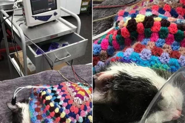 猫咪拉稀呕吐会自己好吗？新手必看急救指南