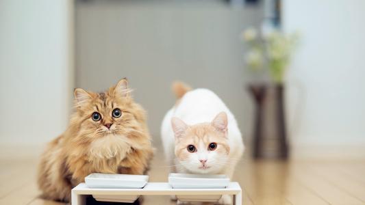 为什么你的猫咪总对自己的名字没反应？