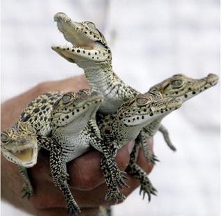 森雅S80油耗高不高？新手司机必看的省油指南