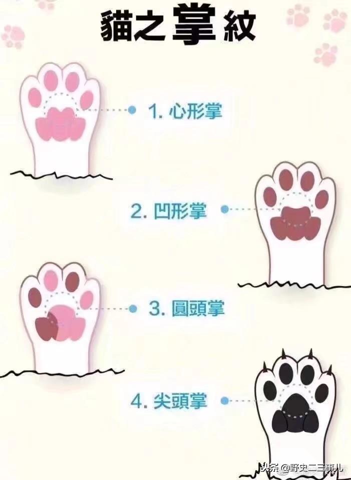 猫咪脚垫干到脱皮？这些救命操作你做了吗？