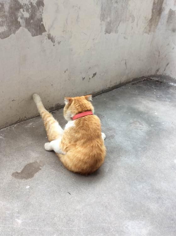 你家猫主子到底几岁？这些秘密养猫新手都不知道！