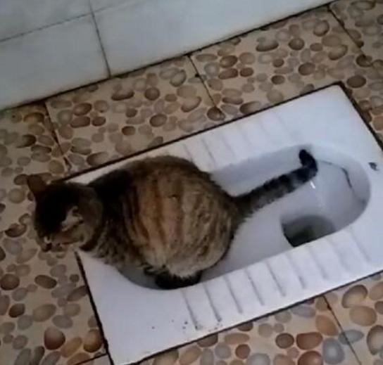 养猫新手如何避免被主子嫌弃？