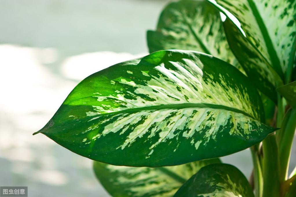 猫咪突然变 哑巴 ？可能是这6个原因在作祟！