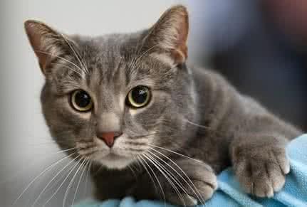 Maison Francis Kurkdjian Absolue Pour Le Matin: Parfum Pagi Hari yang Menenangkan