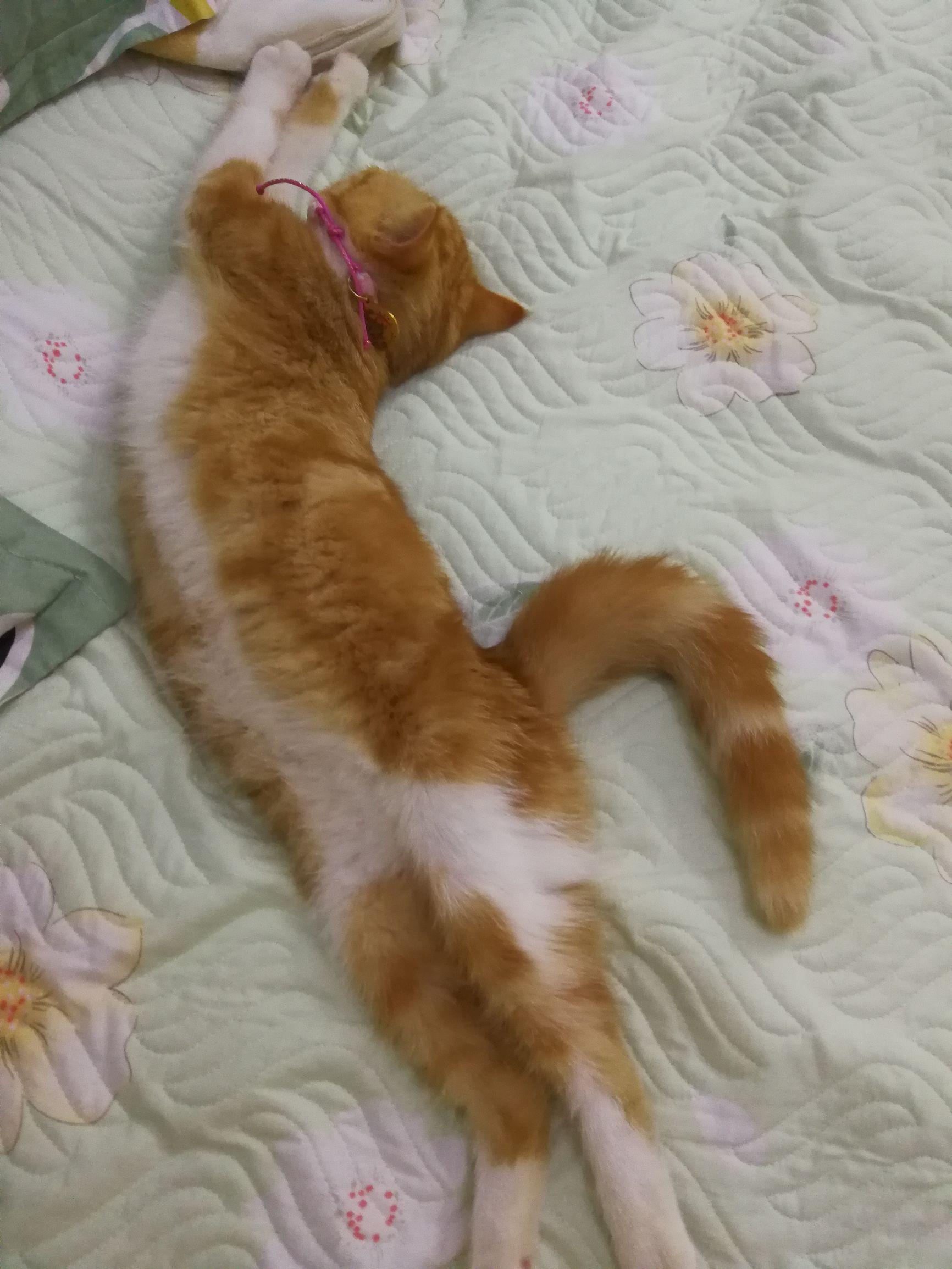 梦见给猫咪洗澡到底在暗示什么？